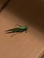 Microcentrum retinerve