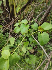 Cissus