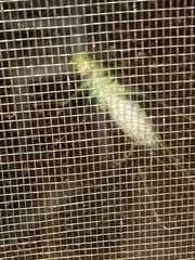 Microcentrum retinerve