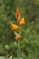 Dichromanthus aurantiacus