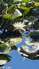 Nymphaea alba