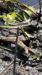 Libellula quadrimaculata