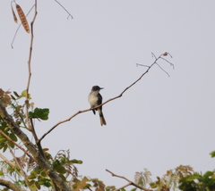 Myiarchus antillarum