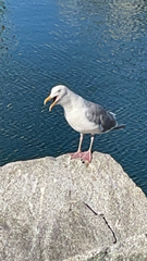 Larus glaucescens × occidentalis