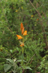 Dichromanthus aurantiacus