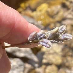 Veronica wormskjoldii