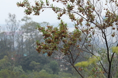 Dodonaea viscosa