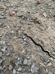 Storeria occipitomaculata