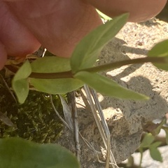 Veronica wormskjoldii