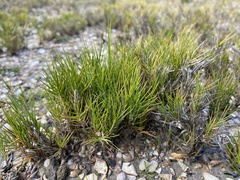 Distichlis distichophylla