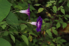 Ipomoea orizabensis orizabensis