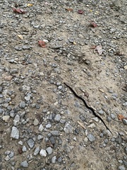 Storeria occipitomaculata