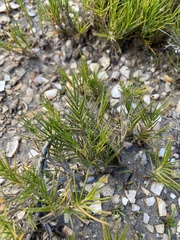 Distichlis distichophylla