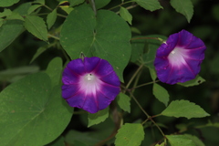 Ipomoea orizabensis orizabensis