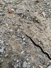 Storeria occipitomaculata