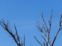 Cincloramphus cruralis