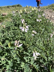 Astragalus alpinus