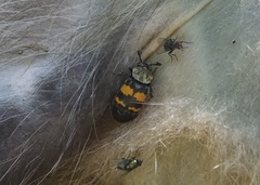 Nicrophorus tomentosus