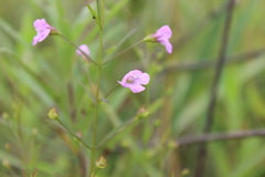Agalinis tenuifolia