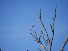 Cincloramphus cruralis