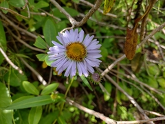 Erigeron glacialis