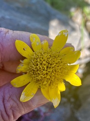 Arnica chamissonis