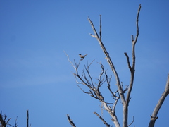 Cincloramphus cruralis