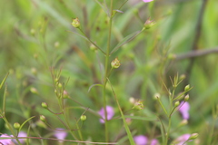 Agalinis tenuifolia