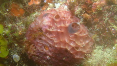 Ircinia