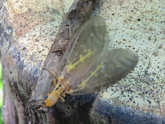 Protohermes costalis