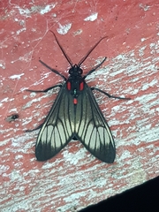 Hypocharis clusia