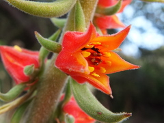 Echeveria coccinea