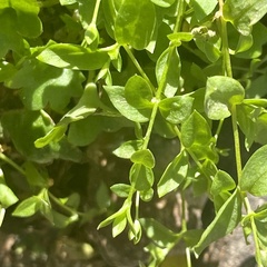 Callitriche palustris