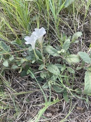 Ruellia metziae