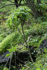 Pittocaulon praecox