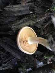 Gymnopilus liquiritiae