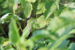 Pieris rapae