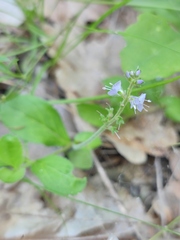 Veronica officinalis