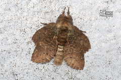 Stauropus major