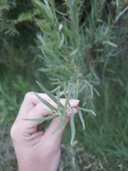 Salix exigua