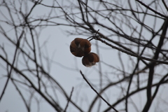 Cochlospermum vitifolium