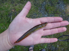 Pholis ornata