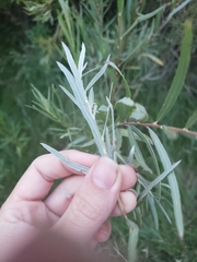 Salix exigua