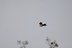 Patagioenas squamosa