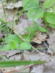 Veronica officinalis