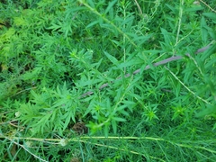 Dysphania ambrosioides