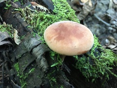 Gymnopilus liquiritiae