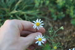 Anthemis cotula