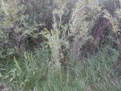Salix exigua