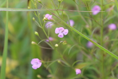 Agalinis tenuifolia